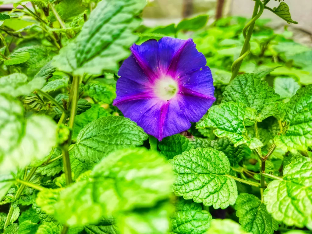 Vibrant Purple Morning Glory Petals Green Leaves