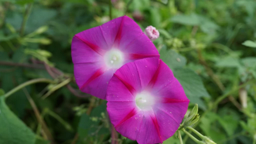 Vibrant Purple Morning Glory Petals Radiant Center
