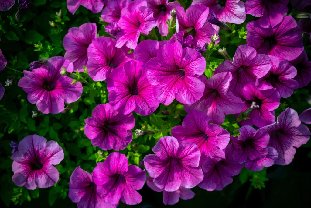 Vibrant Purple Petals Dense Blooms Green Leaves