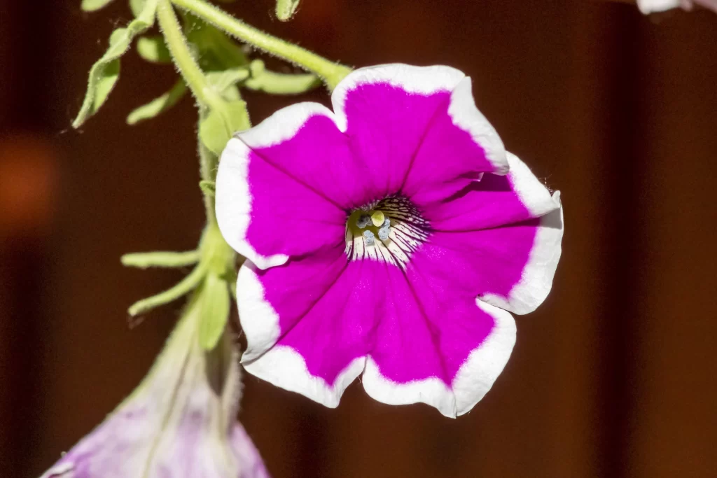 Vibrant Purple Petals White Edges Central Stamen