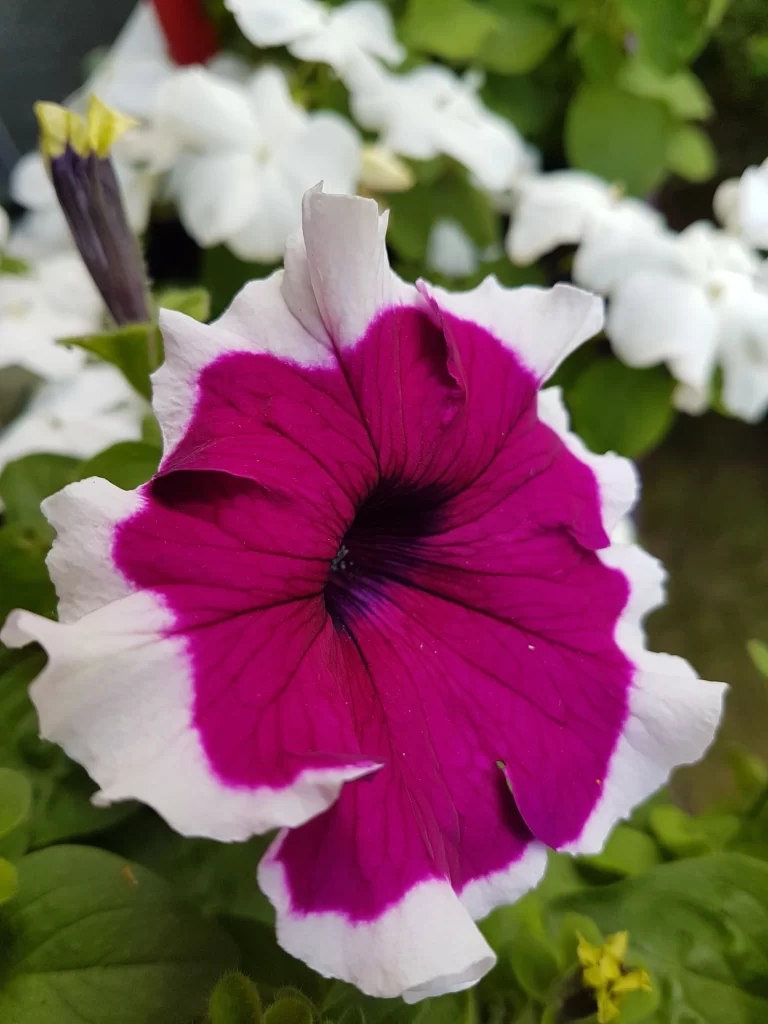 Vibrant Purple Petals White Edges Central Dark Circle