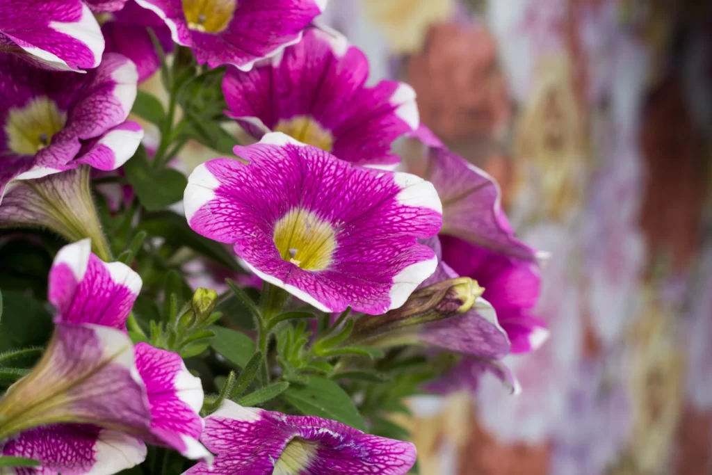 Vibrant Purple Petals Yellow Center Veined Texture