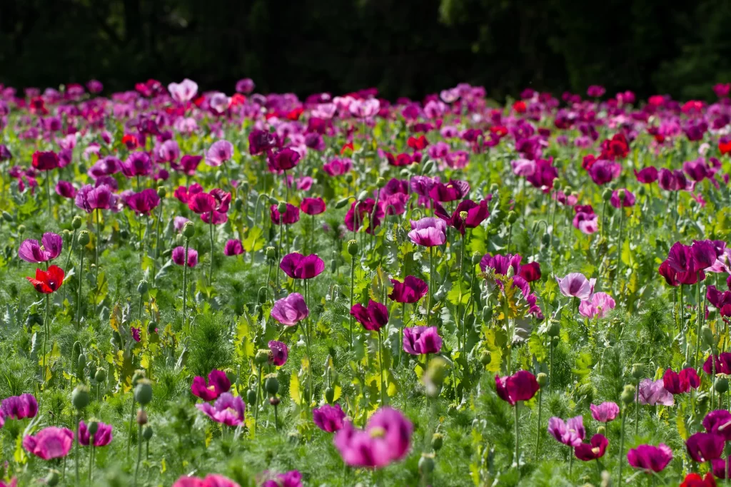 Vibrant Purple Poppy Blooms Greenery Sunlit
