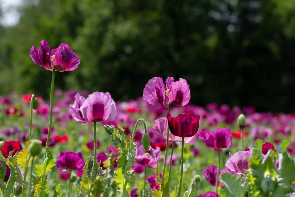 Vibrant Purple Poppy Delicate Petals Green Leaves