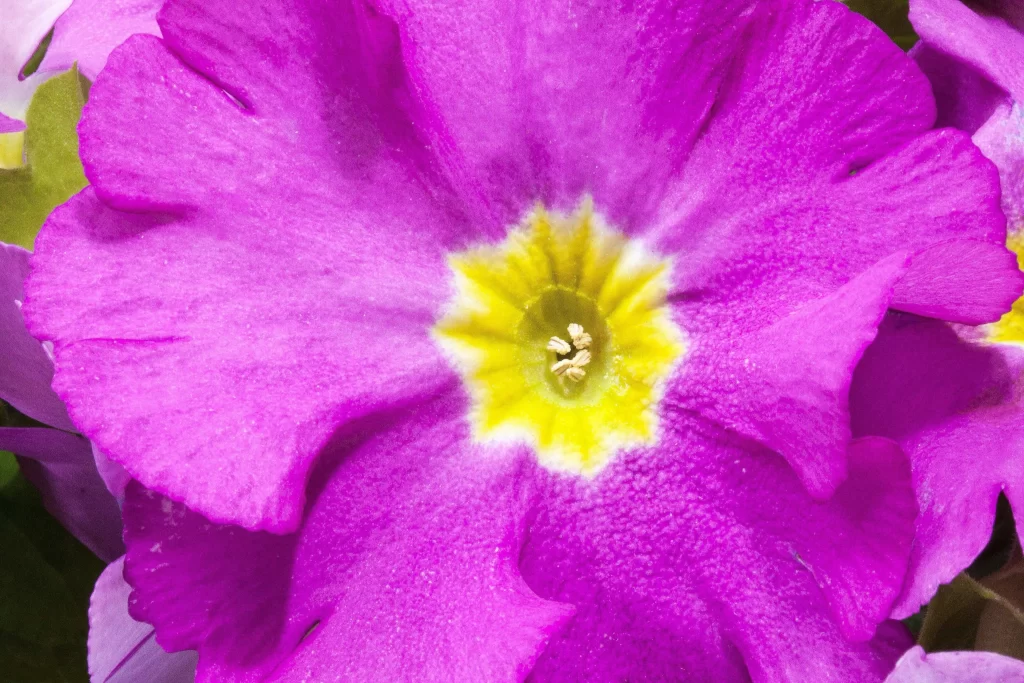 Vibrant Purple Primrose Petals Yellow Center