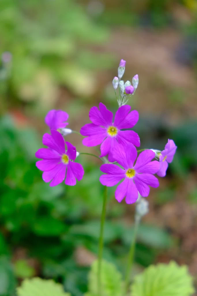 Vibrant Purple Primrose Petals Yellow Center Delicate