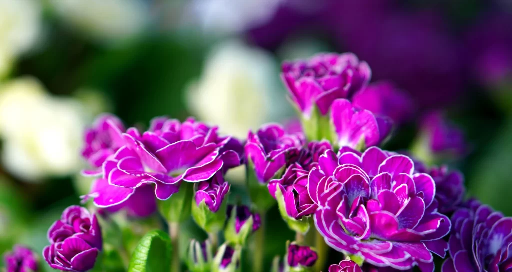 Vibrant Purple Primrose Ruffled Petals Dense Cluster