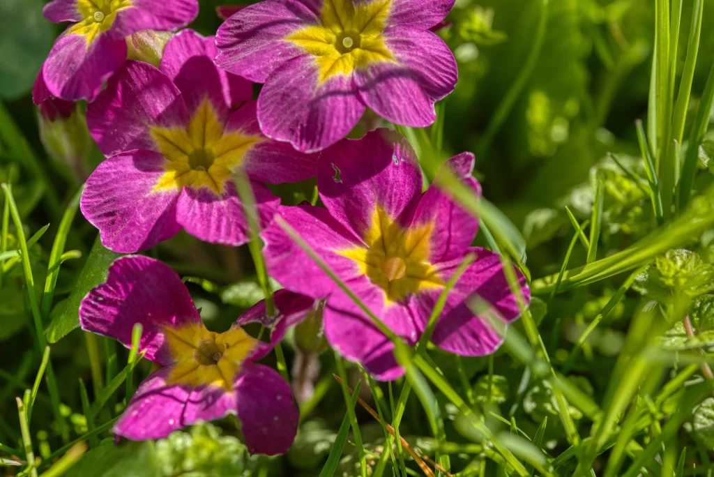 Vibrant Purple Primrose Yellow Center Petals Sunlit