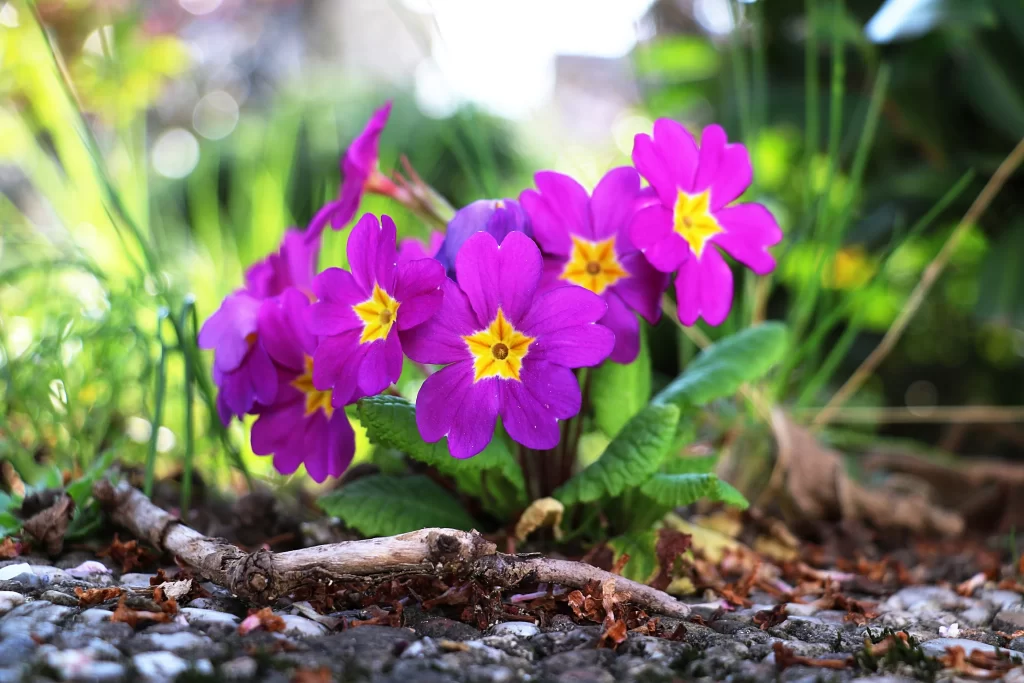 Vibrant Purple Primrose Yellow Center Petals Blooming