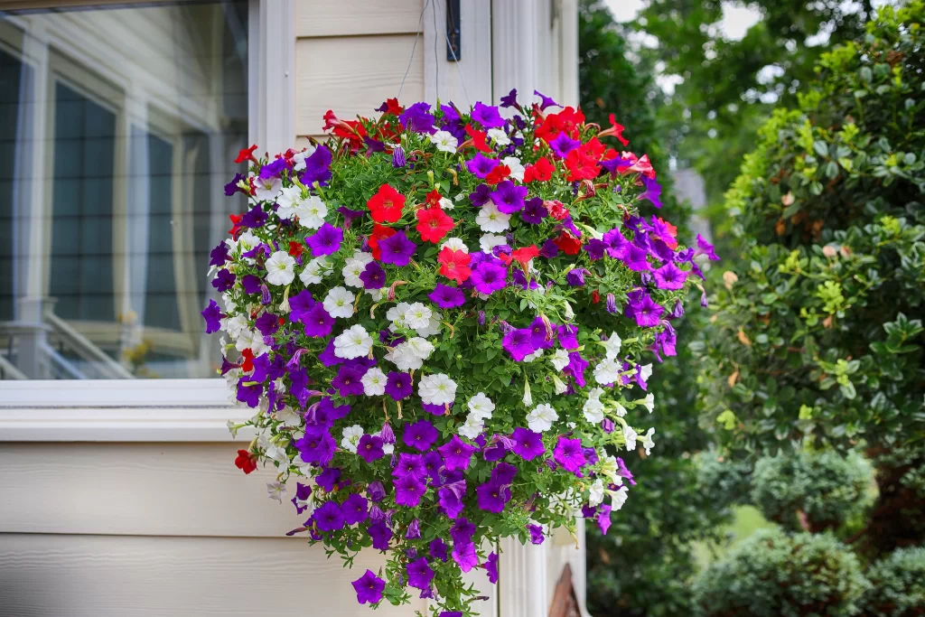 Vibrant Purple Red White Petals Hanging Basket