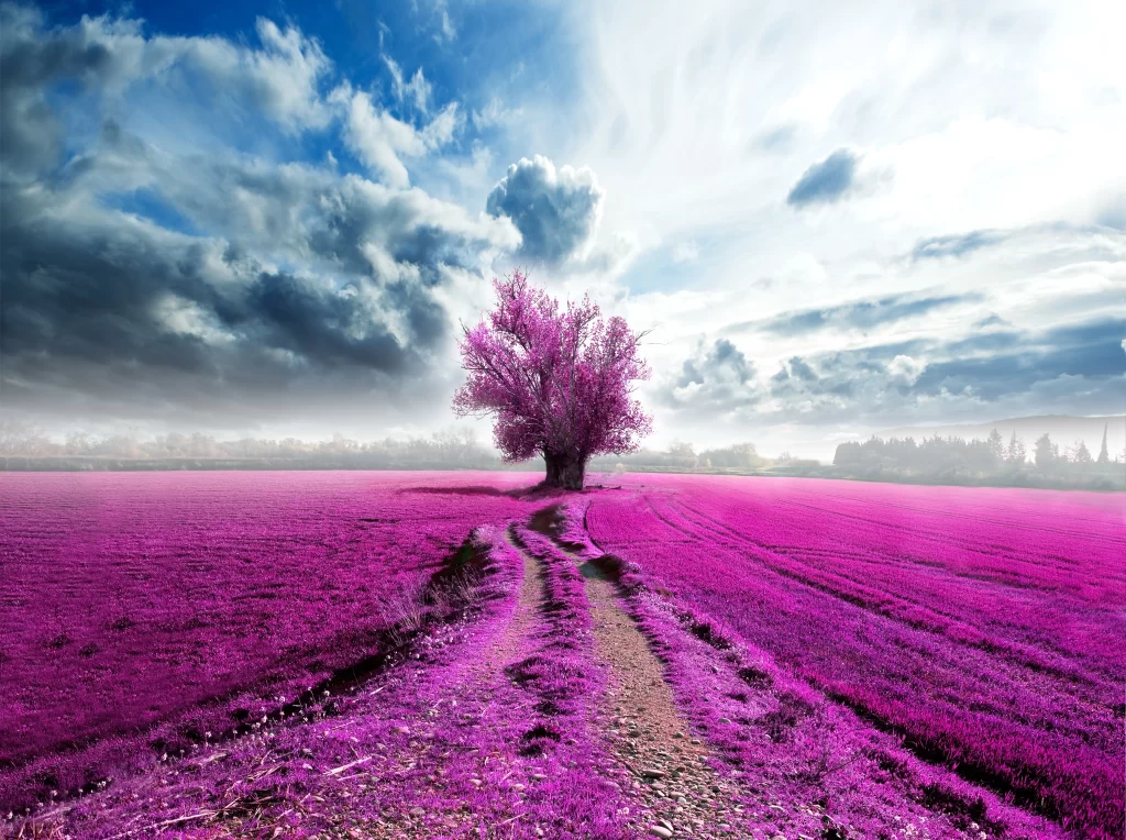 Vibrant Purple Tree Blooms Pathway Cloudy Sky