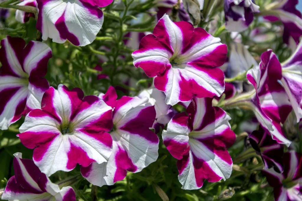Vibrant Purple White Petals Stripes Spiral