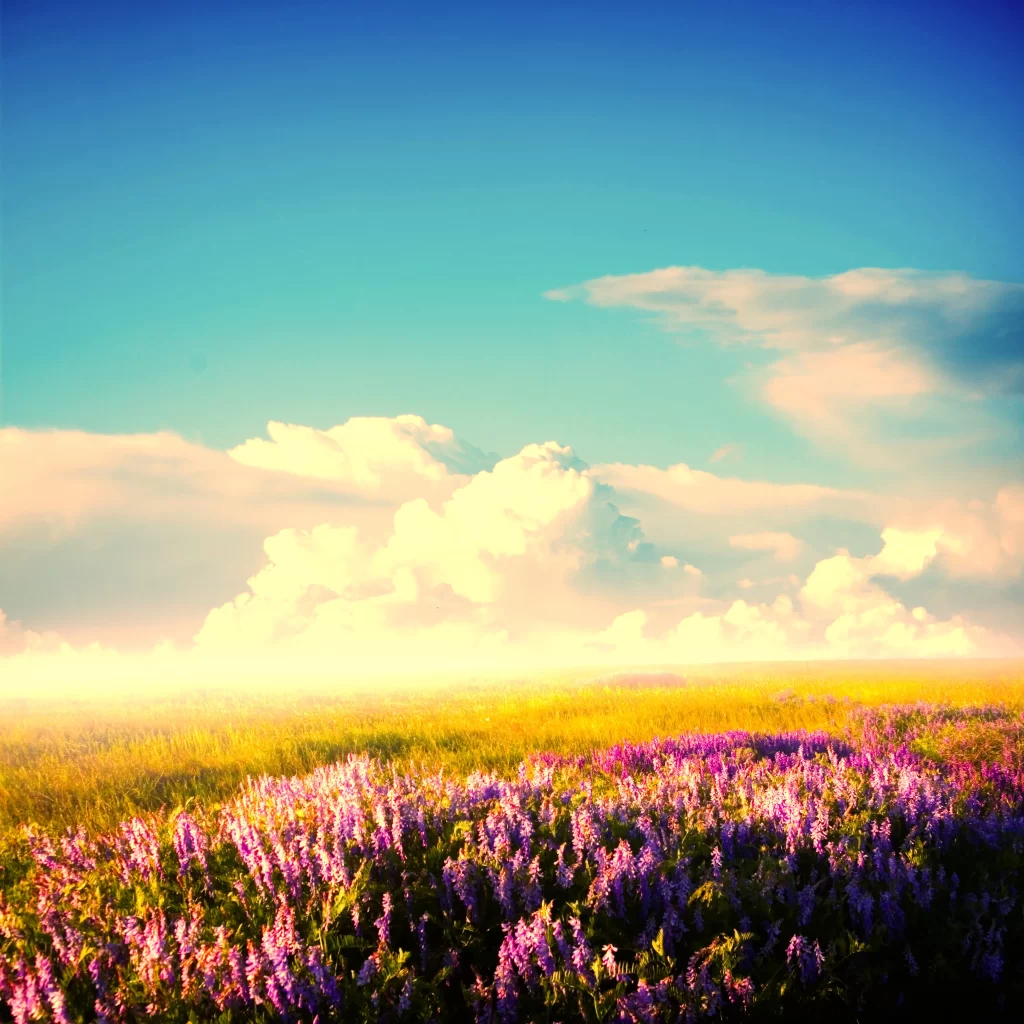 Vibrant Purple Wildflowers Field Sunlit Clouds