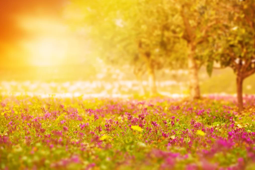 Vibrant Purple Wildflowers Sunlit Meadow