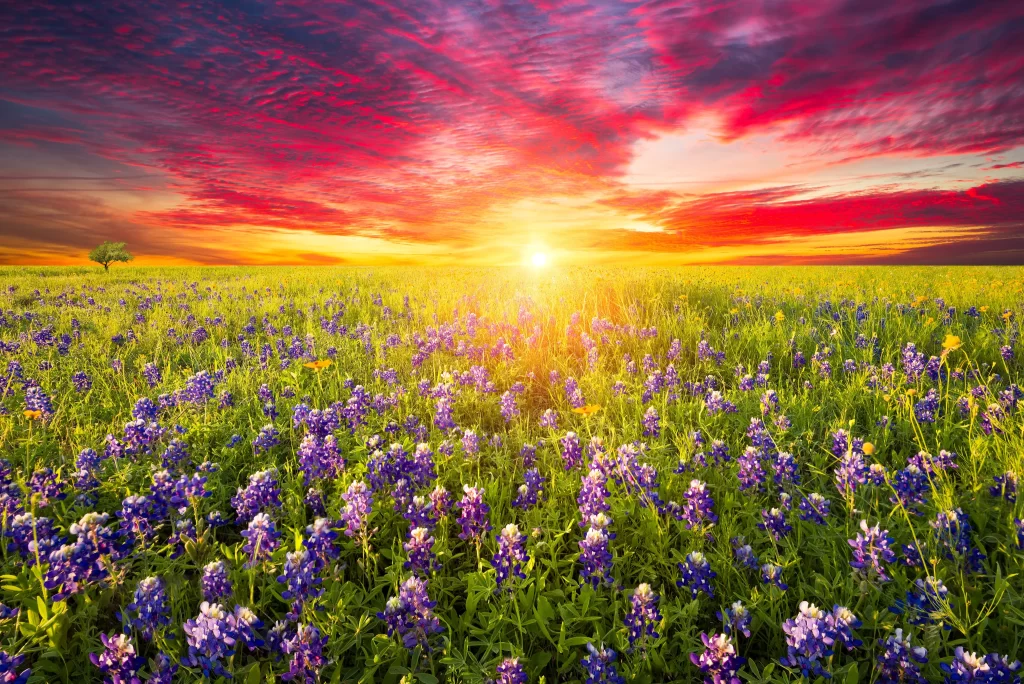 Vibrant Purple Wildflower Field Sunset Sky