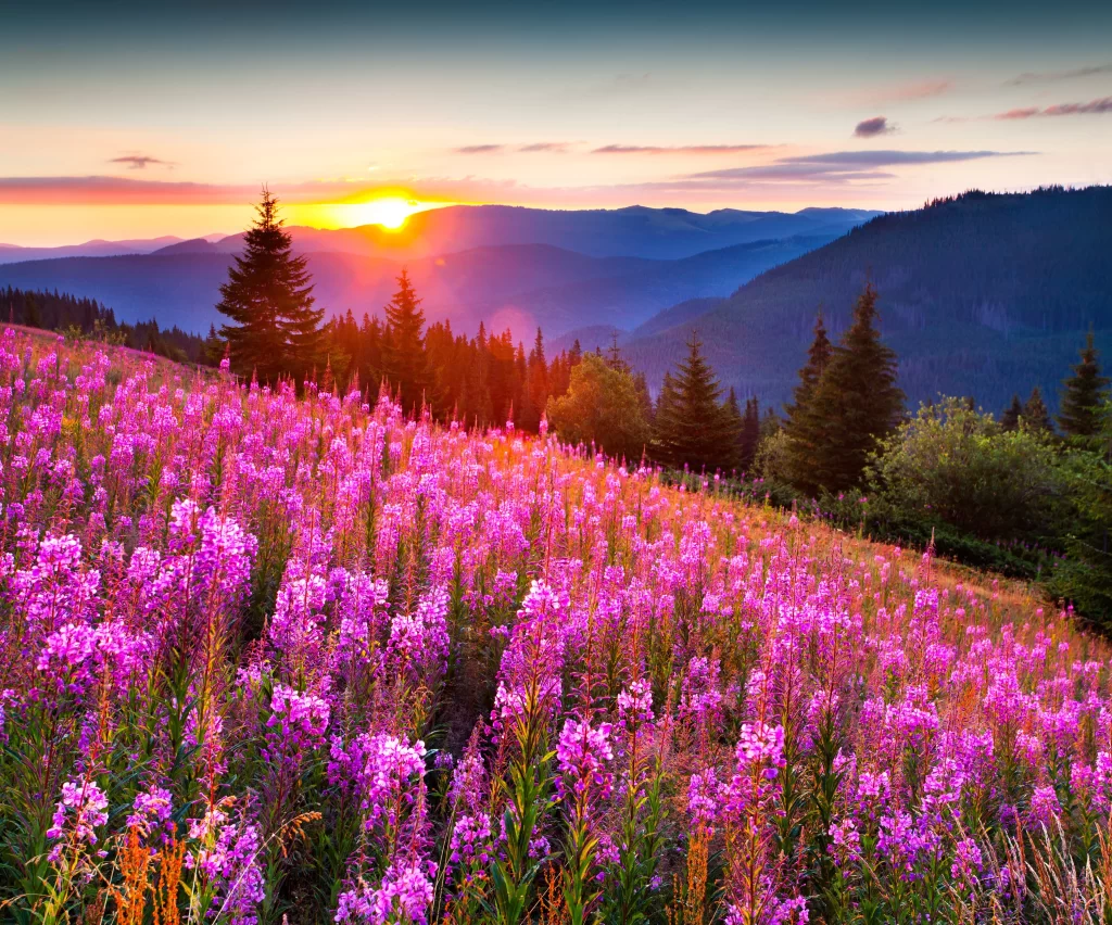 Vibrant Purple Wildflower Blooming Hillside Sunset