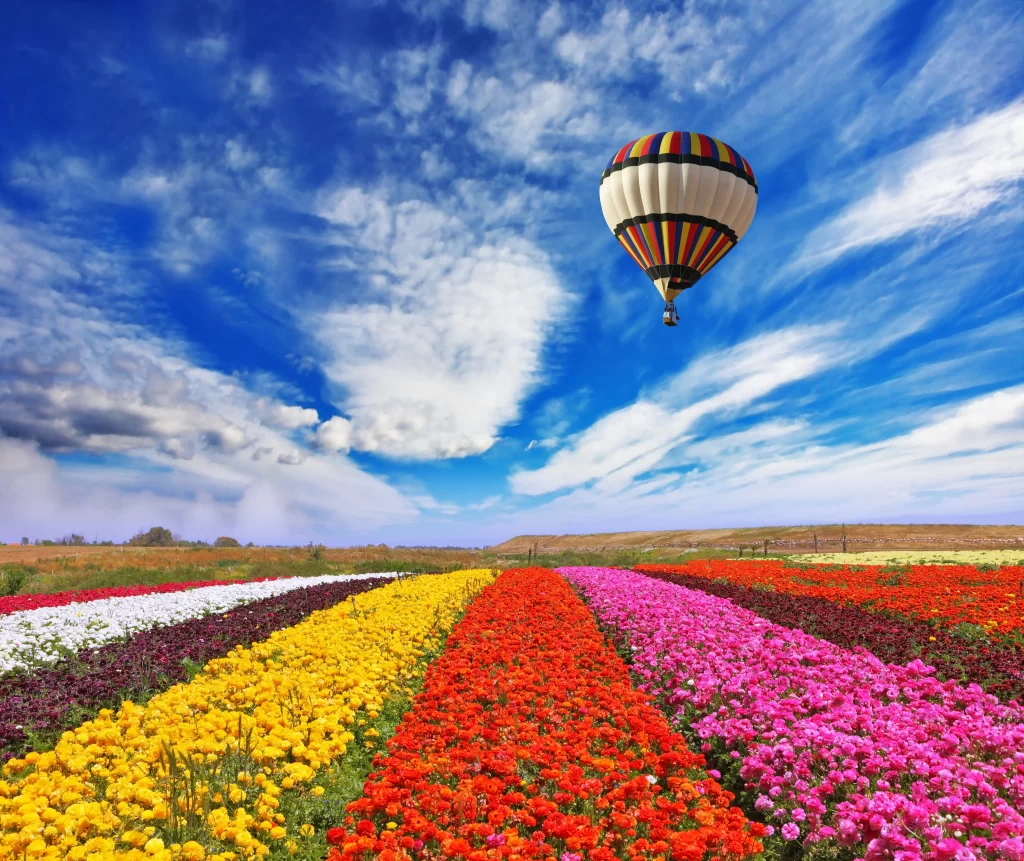 Vibrant Rainbow Tulips Blooming Field Sky