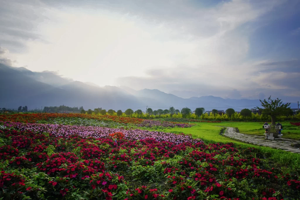 Vibrant Red Flowers Blooming Field Sunlight Mountains