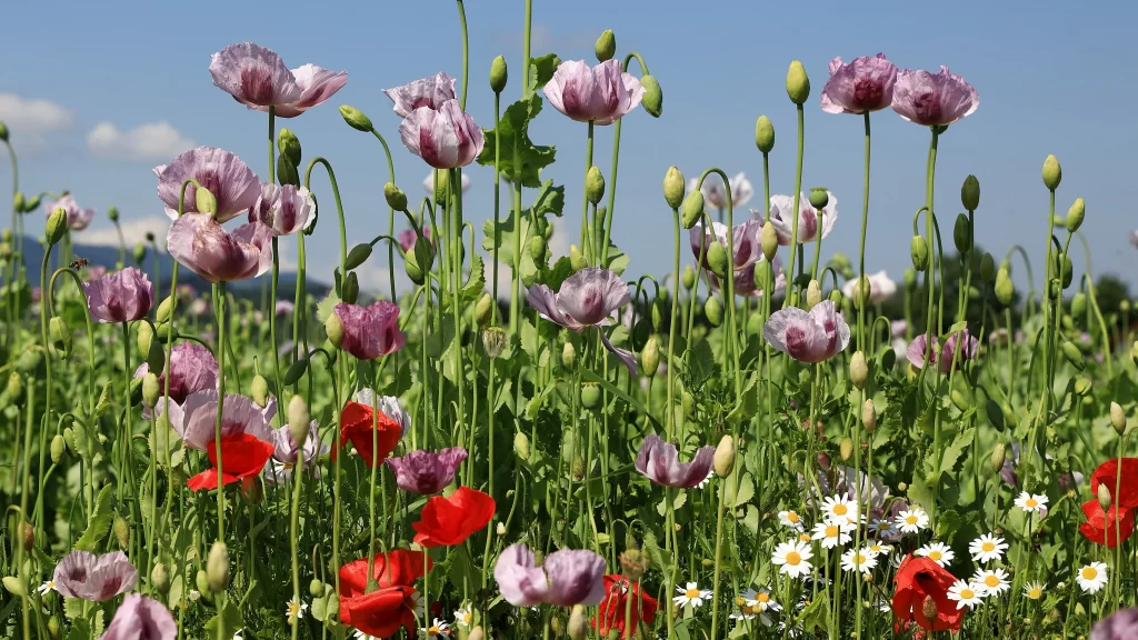 Vibrant Red Purple White Yellow Blooming Field