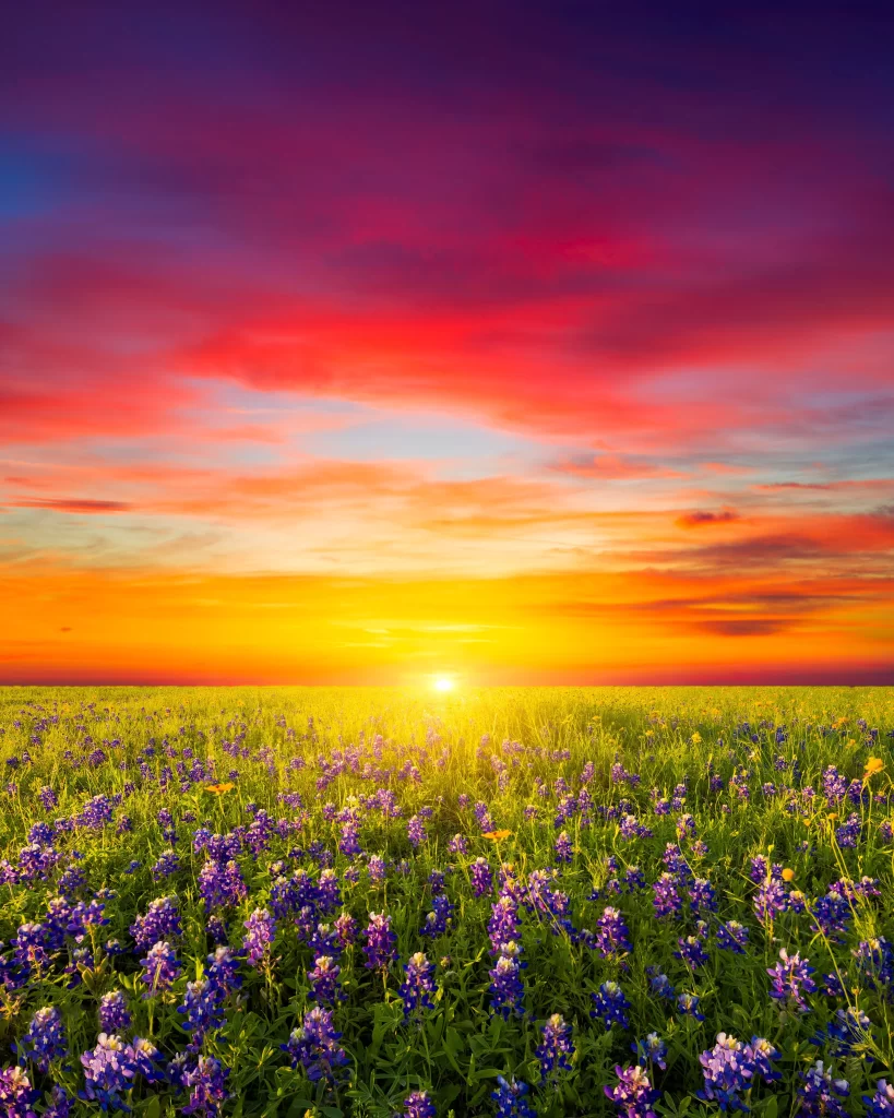 Vibrant Sunset Field Purple Flowers Blooming
