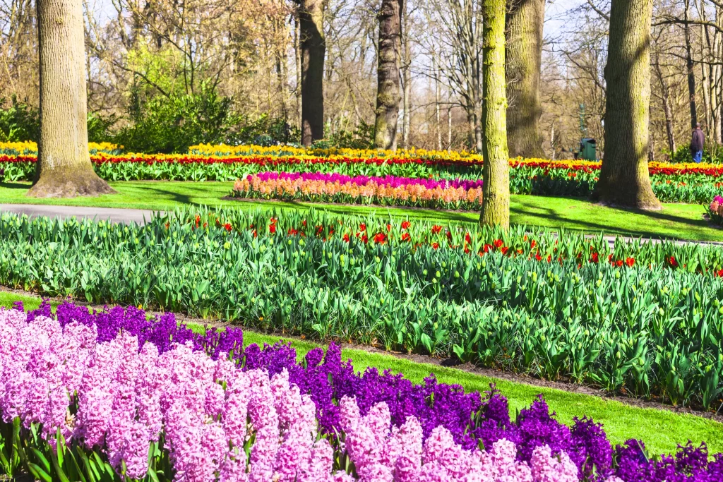 Vibrant Tulips Blooming Colors Lush Garden