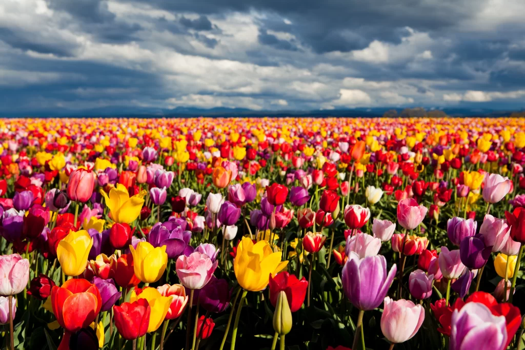 Vibrant Tulips Multicolored Blooms Field Cloudy Sky