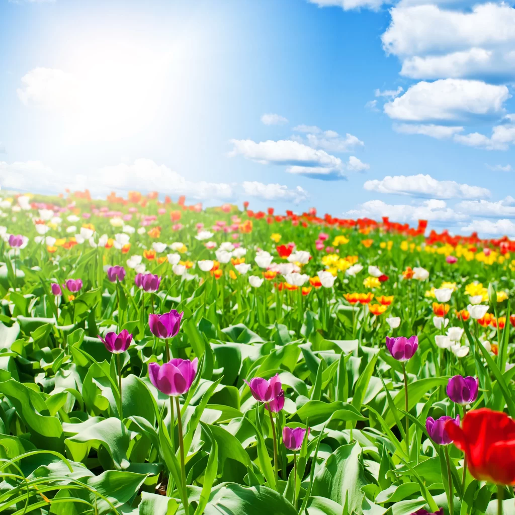 Vibrant Tulips Multicolored Blooms Sunlit Field Lush Greenery