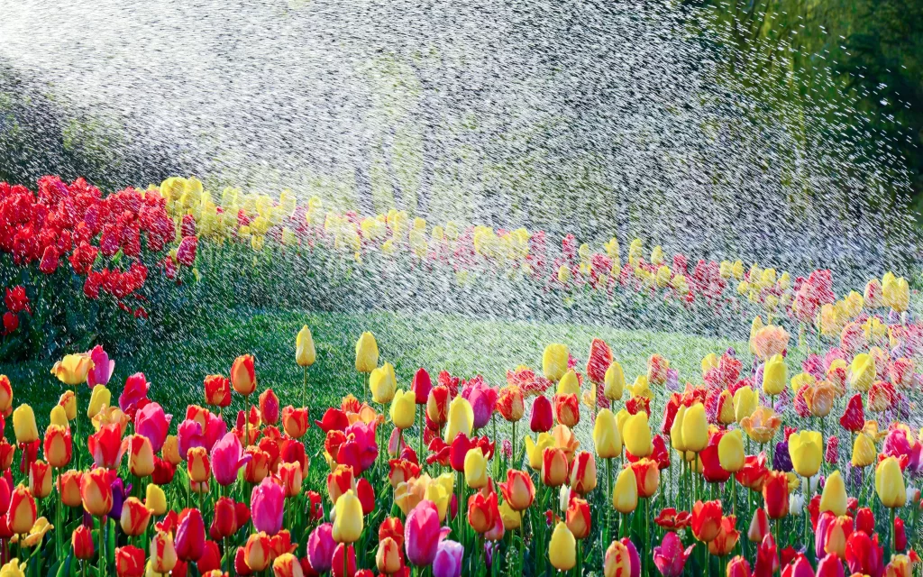 Vibrant Tulips Red Yellow Pink Petals Watering