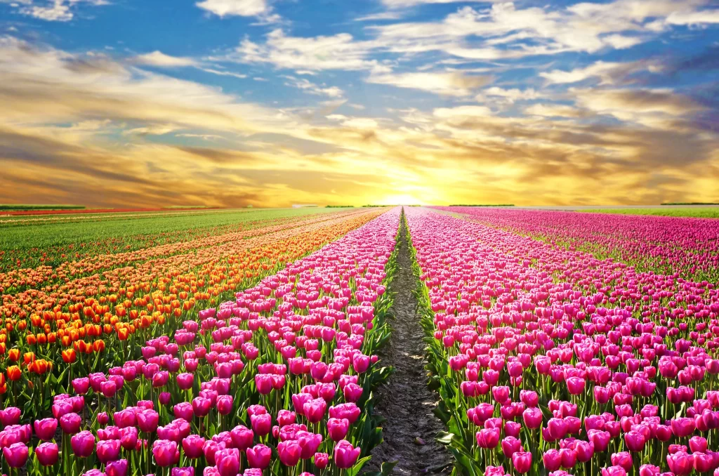 Vibrant Tulips Sunset Rows Blooming Fields