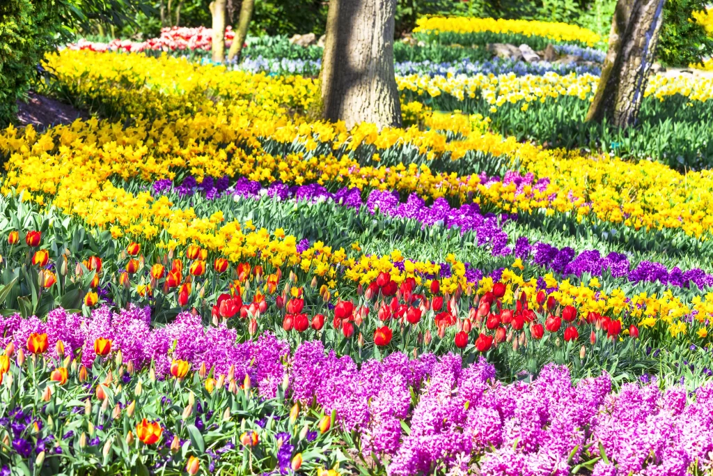 Vibrant Tulips Yellow Purple Red Blooming Garden