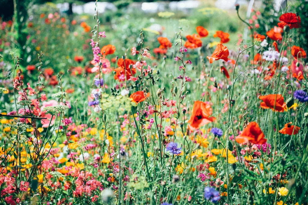 Vibrant Wildflowers Red Orange Yellow Purple Green