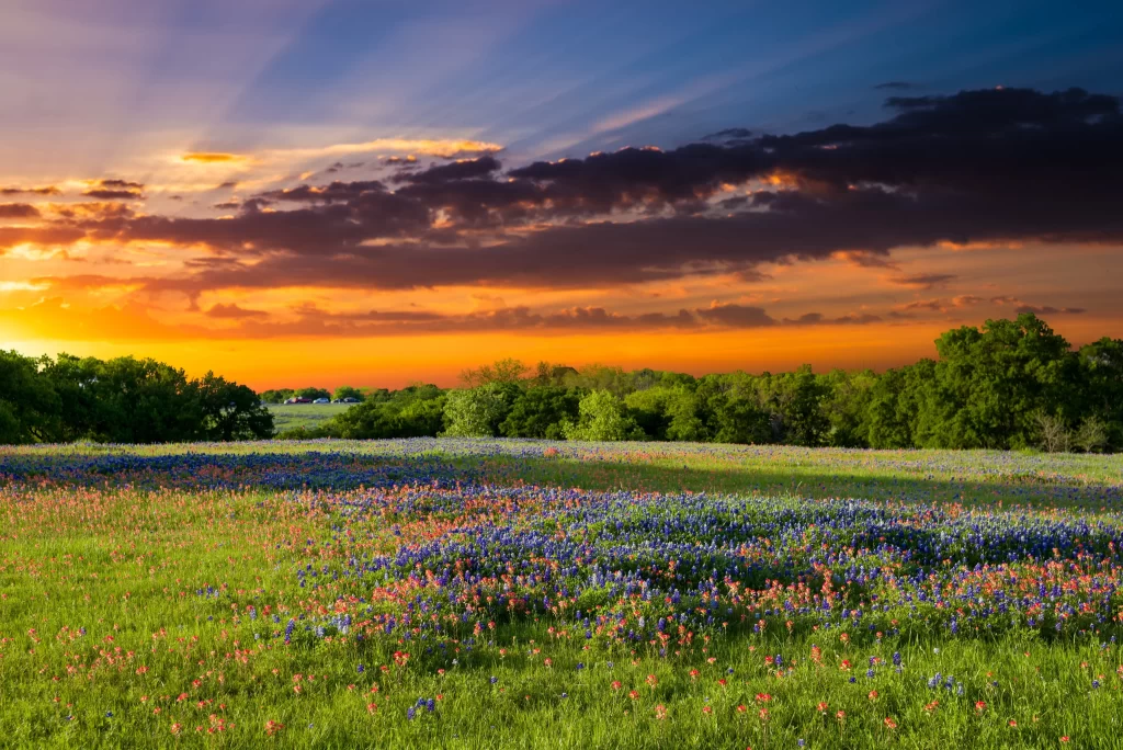 Vibrant Wildflowers Sunset Meadow Blue Red Blooming