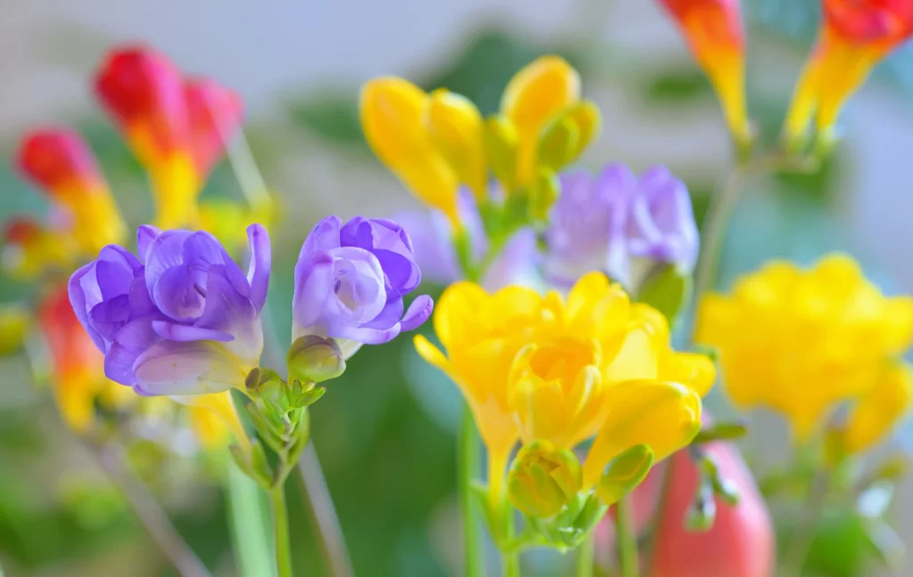 Vibrant Yellow Purple Petals Blooming