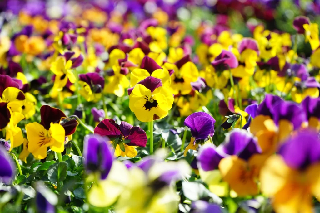 Vibrant Yellow Purple Red Pansy Petals Dense