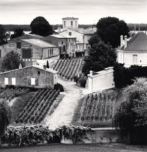 Vineyard Rows Dramatic Textured High Contrast Mysterious