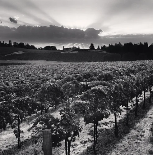 Vineyard Rows Sunbeams Clouds Dramatic High Contrast Nature