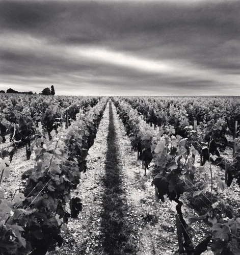 Vineyard Rows Symmetrical Dramatic High Contrast Moody Nature