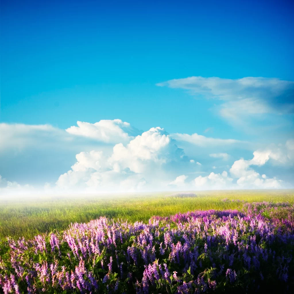 Violet Wildflower Field Blooming Sky Clouds
