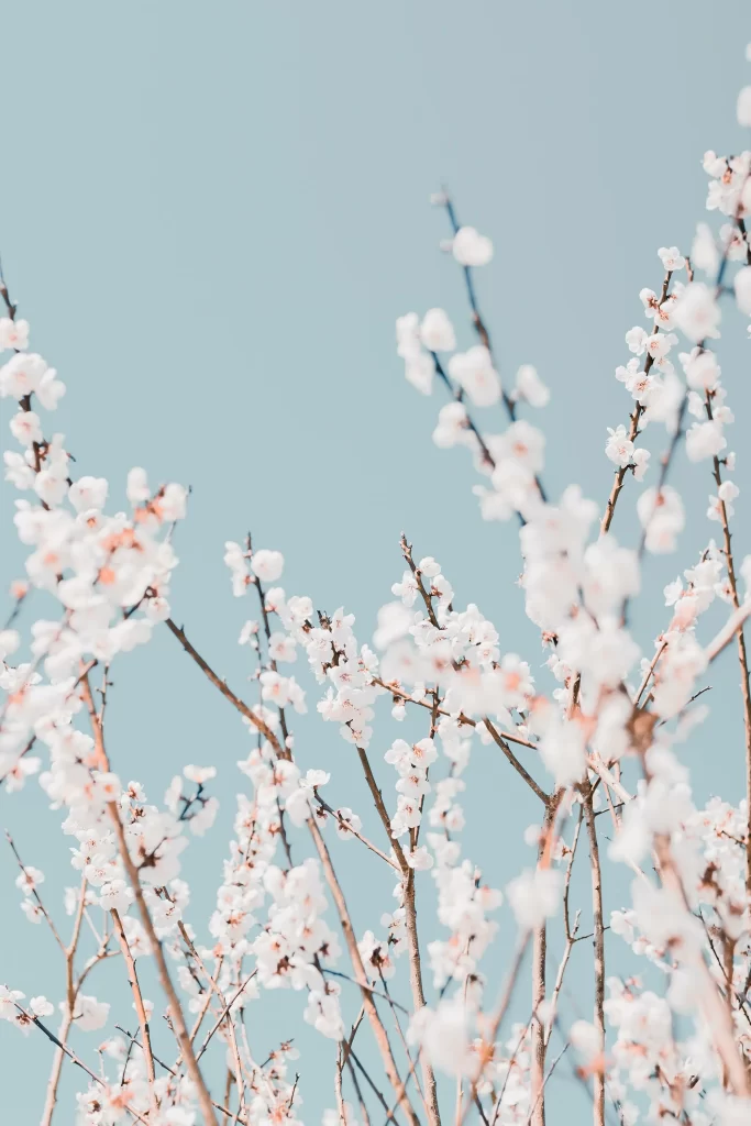 White Blossom Delicate Branches Clear Sky