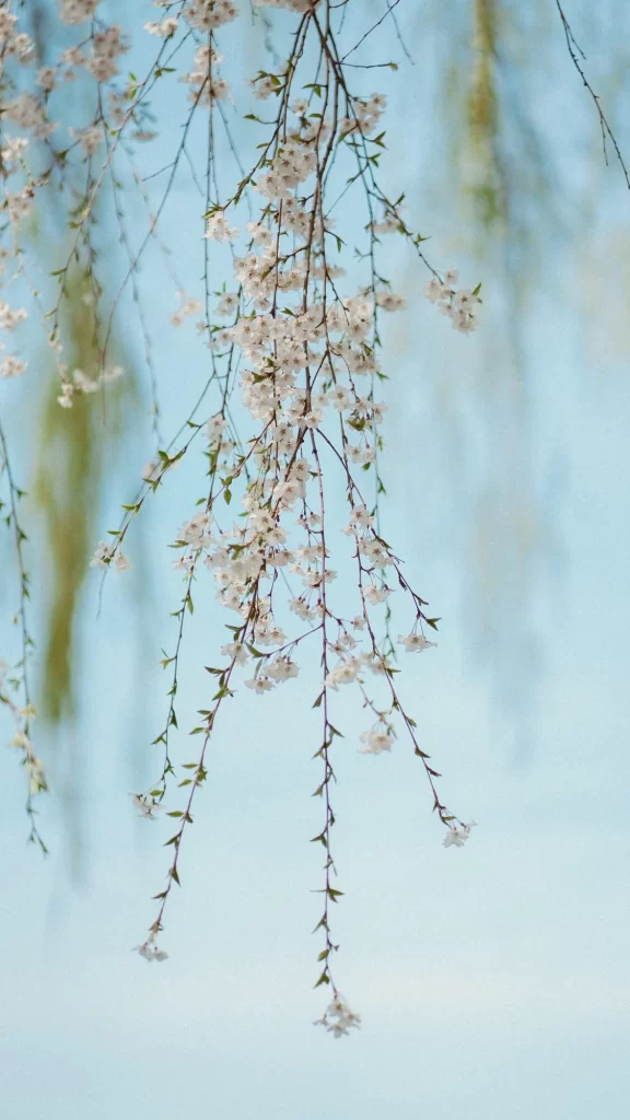 White Blossom Delicate Branches Soft Focus