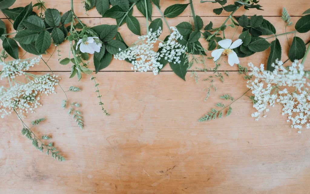 White Blossom Green Leaves Delicate Petals Nature