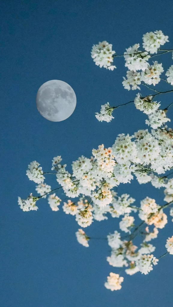 White Blossom Moon Clear Sky