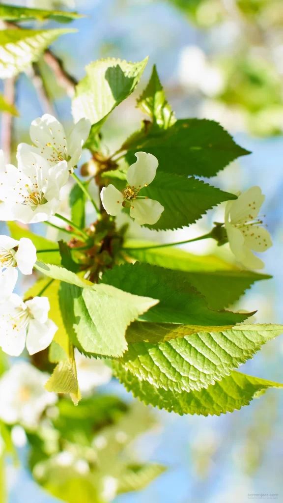 White Blossom Petals Green Leaves Sunlight