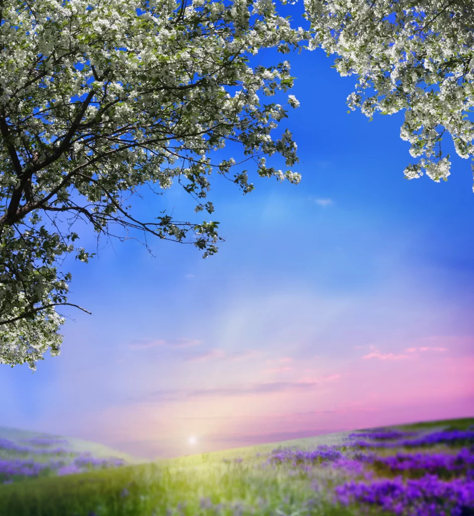 White Blossom Tree Branches Blue Sky Purple Field