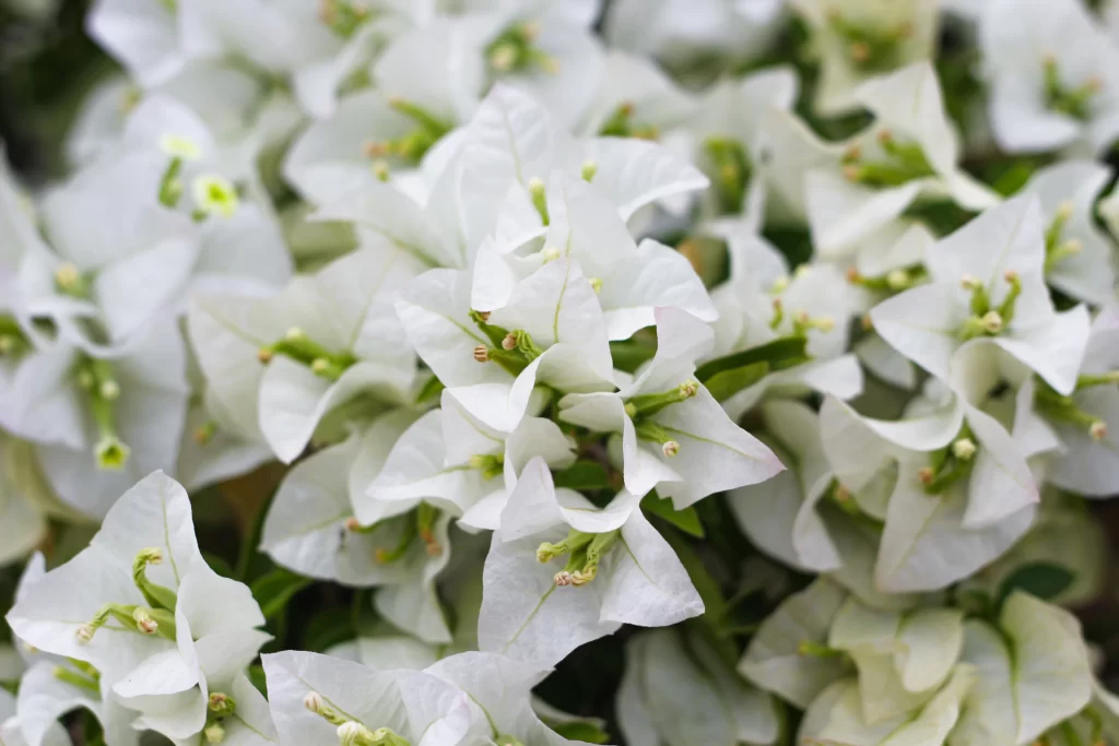 White Bougainvillea Petals Dense Cluster Green Stems