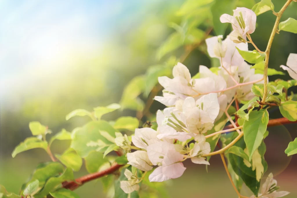 White Bougainvillea Petals Green Leaves Sunlight