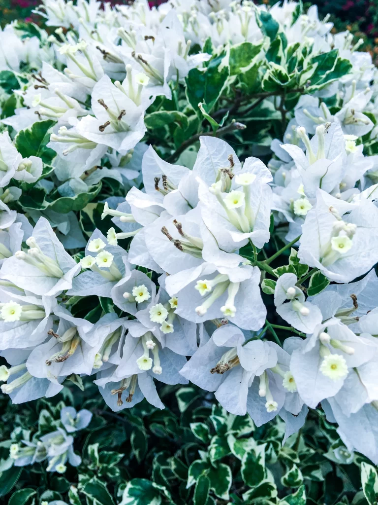 White Bougainvillea Petals Green Leaves