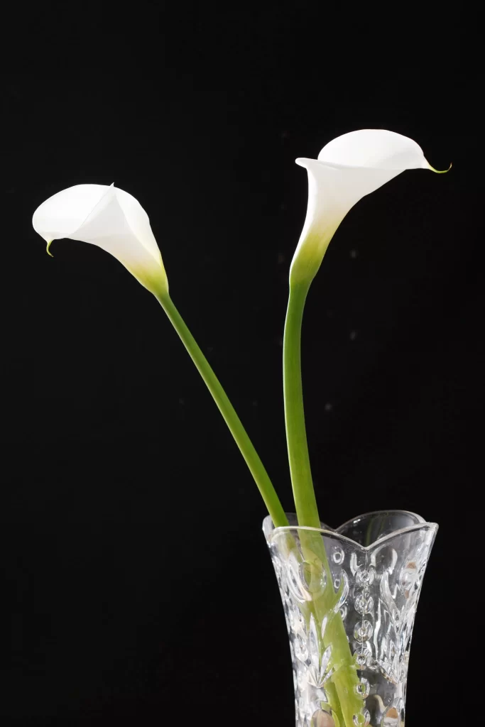 White Calla Lily Bloom Petals Green Stem Vase
