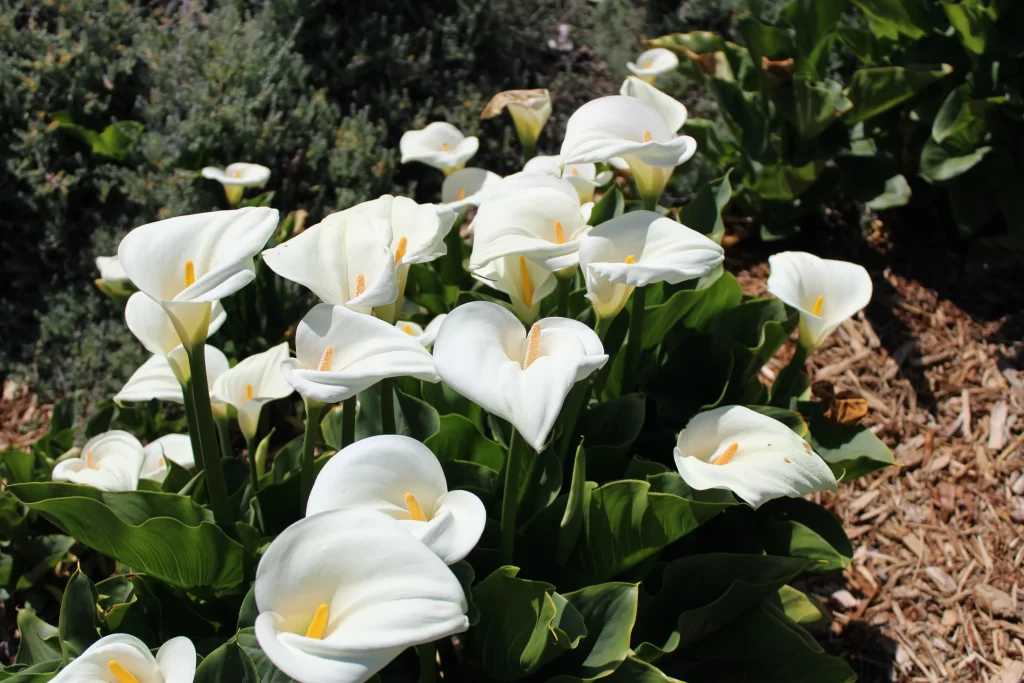 White Calla Lily Bloom Petals Yellow Spadix Green Leaves