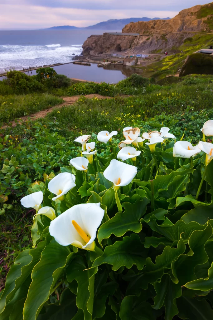 White Calla Lily Blooms Green Leaves Ocean Cliffs